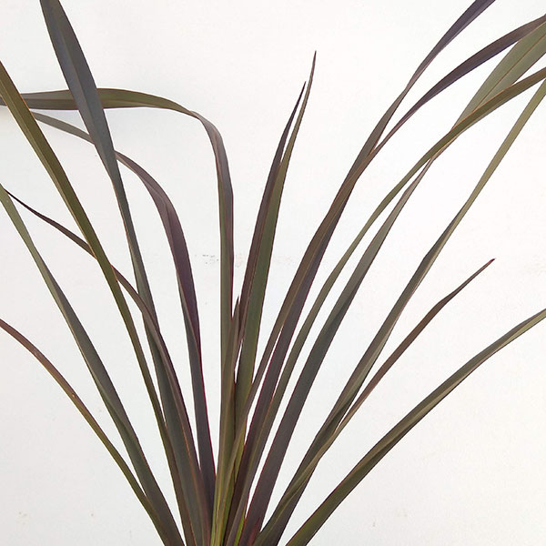 園芸ネット本店｜ニューサイラン銅葉7号ポット の通販【公式】