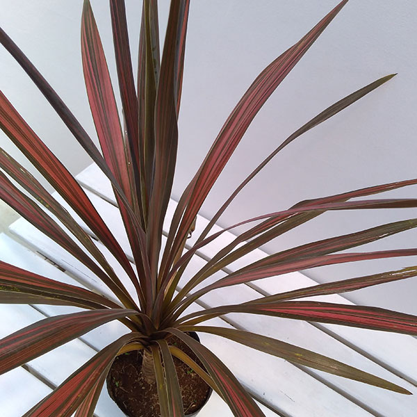 園芸ネット本店｜コルジリネ：コーヒークラシック5号ポット の通販【公式】