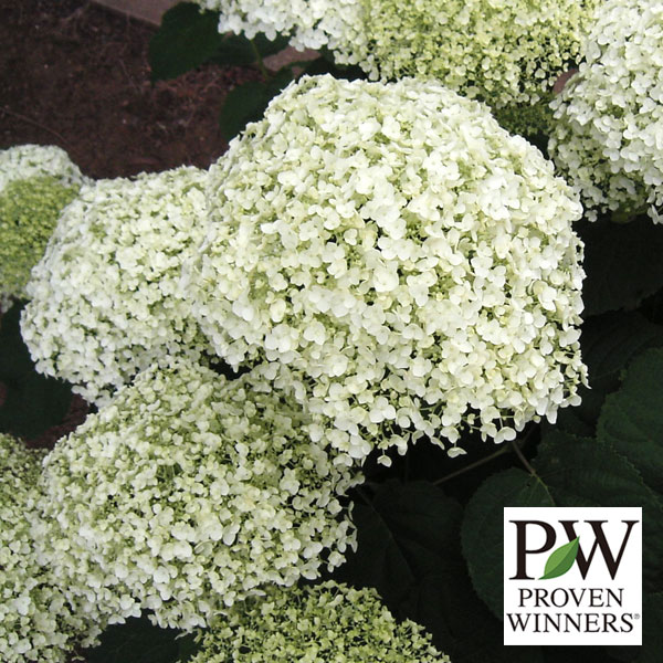 ✤ アナベル グランデクリーム ✤ 挿し穂 3本 ⚘˖* ネコポス発送