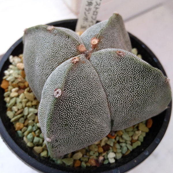 園芸ネット本店｜アストロフィツム：四角ランポー玉 3号鉢植え の通販