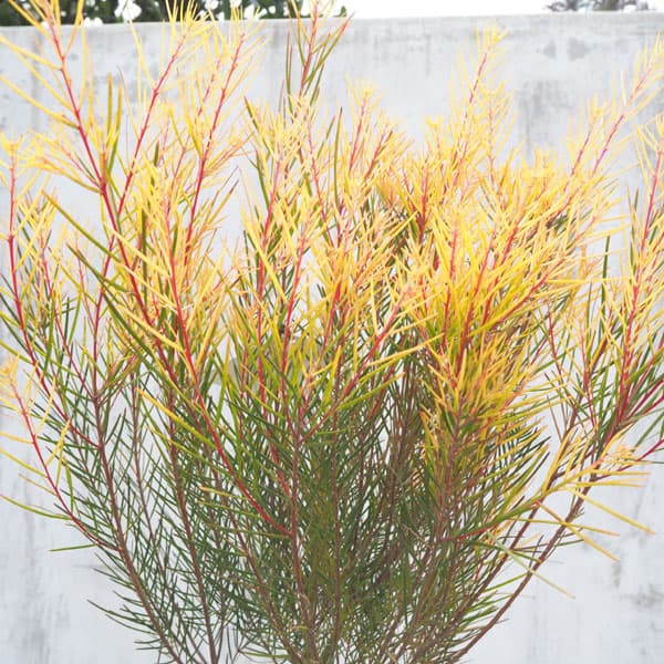 園芸ネット本店｜アカシア：フロリバンダフェニックスゴールド6号