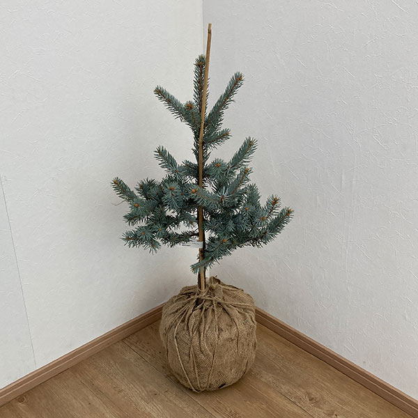 園芸ネット本店｜ピセアプンゲンス（プンゲンストウヒ）：ホプシー