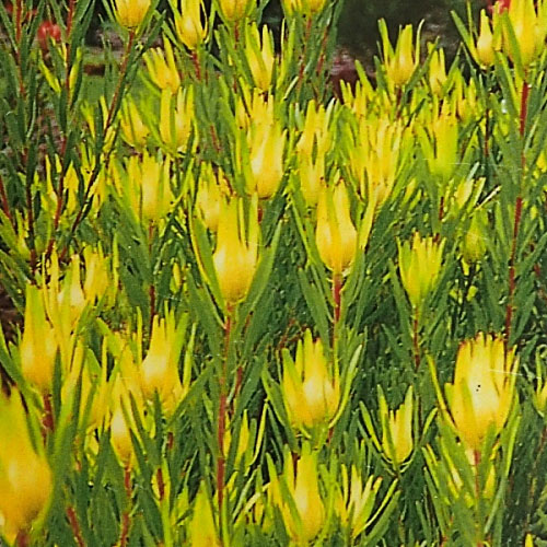 園芸ネット本店｜×リューカデンドロン：インカゴールド4号ポット の