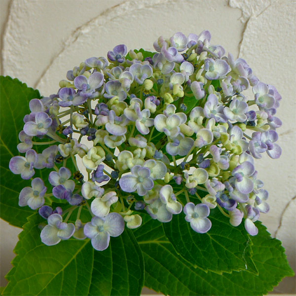 園芸ネット本店｜アジサイ：ウズアジサイ（オタフクアジサイ）3-3.5号