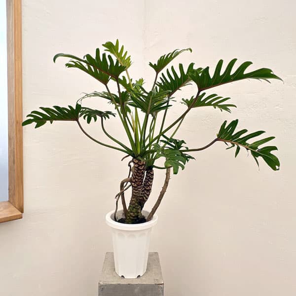 園芸ネット本店｜フィロデンドロン：クッカバラ 7号鉢植え24-02 の通販