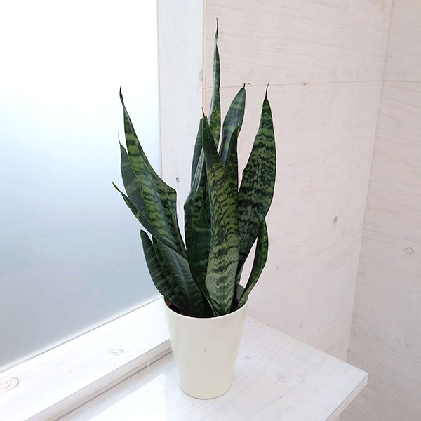 園芸ネット本店｜サンセベリア：トリファッシアータ（ゼラニカ） 5号