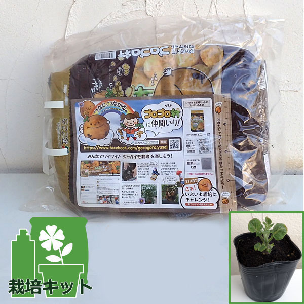 園芸ネット本店｜ジャガイモ収穫キット ゴロゴロ村（秋じゃがいもの苗
