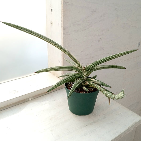 園芸ネット本店｜（わけあり特価）サンセベリア：Lav.1970 斑入り