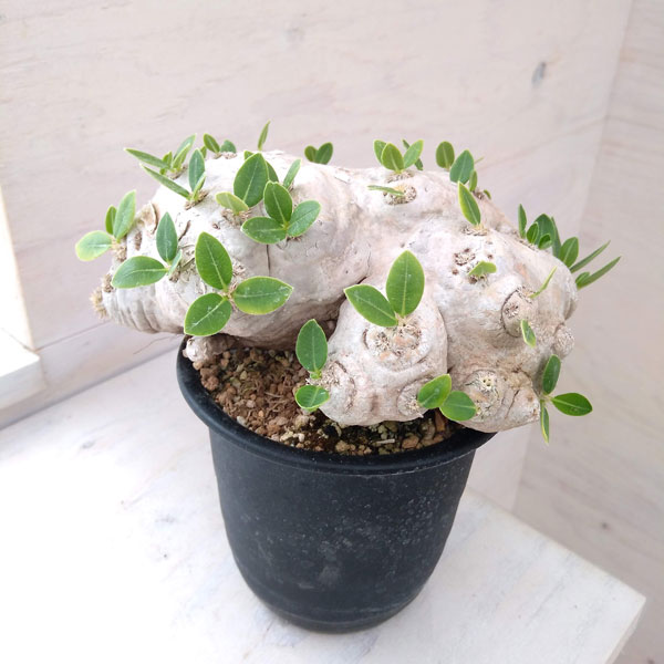 パキポディウムブレビカウレ恵比寿笑い