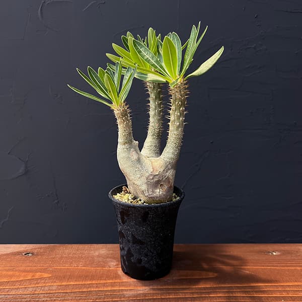 園芸ネット本店｜パキポディウム イノピナツム 3号22-01 の通販【公式】