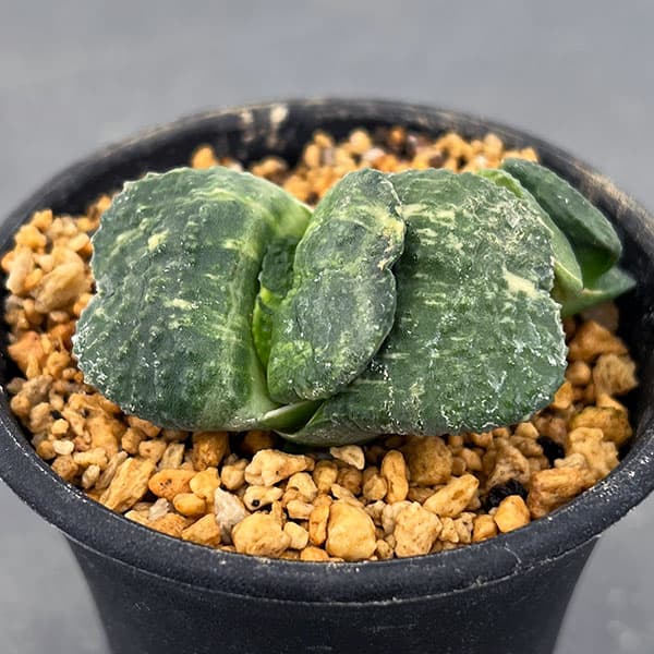 園芸ネット本店｜ガステリア：臥牛錦（がぎゅうにしき）2号22-01 の