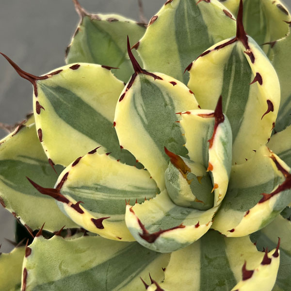 園芸ネット本店｜アガベ：スーパークラウン 5号スリット鉢22-02 の通販