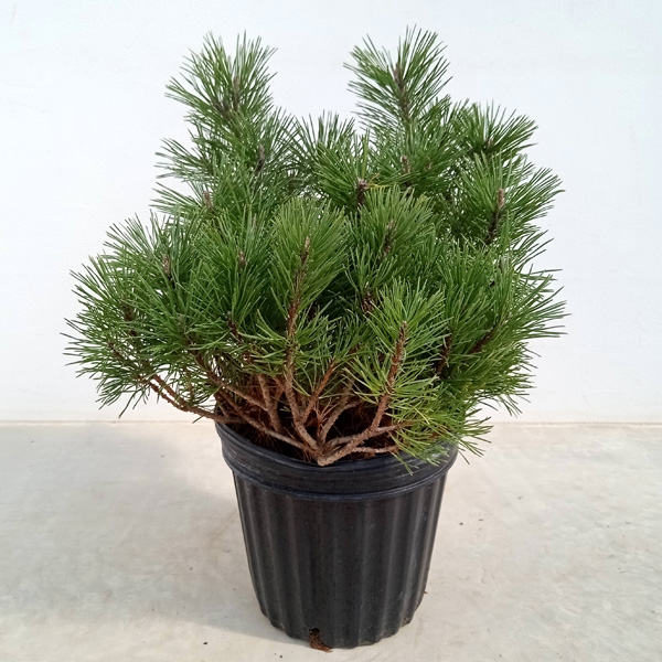 園芸ネット本店｜モンタナハイマツ6号ポット樹高20cm の通販【公式】