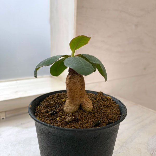 園芸ネット本店｜ユーフォルビア：プリムリフォリア 3号 の通販【公式】