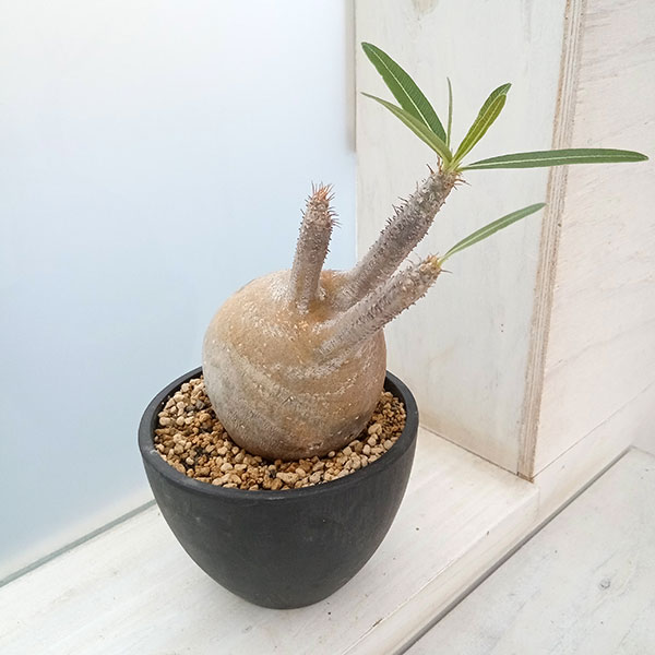 園芸ネット本店｜パキポディウム：グラキリス（発根済み株）3.5号