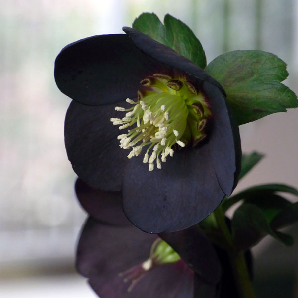 園芸ネット本店｜クリスマスローズ：*ブラックパール5号鉢 の通販【公式】