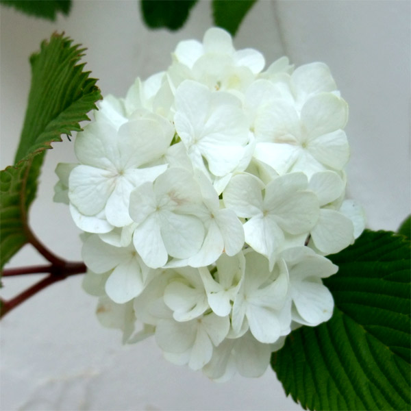 園芸ネット本店｜オオデマリ（大手毬）4.5-5号ポット の通販【公式】