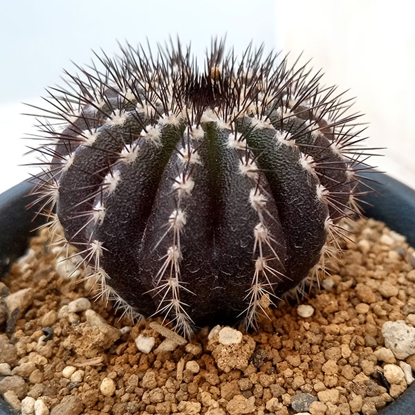 園芸ネット本店｜[ザ・ファームセレクト]ユーベルマニア