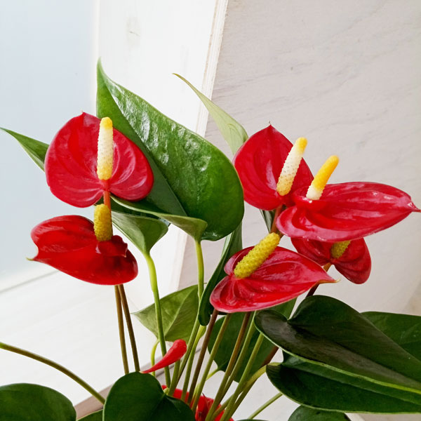 園芸ネット本店｜アンスリウム：朱々（しゅしゅ） 3.5号 の通販【公式】