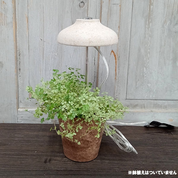 園芸ネット本店｜（わけあり特価）育成ライトスティック・ナチュラル