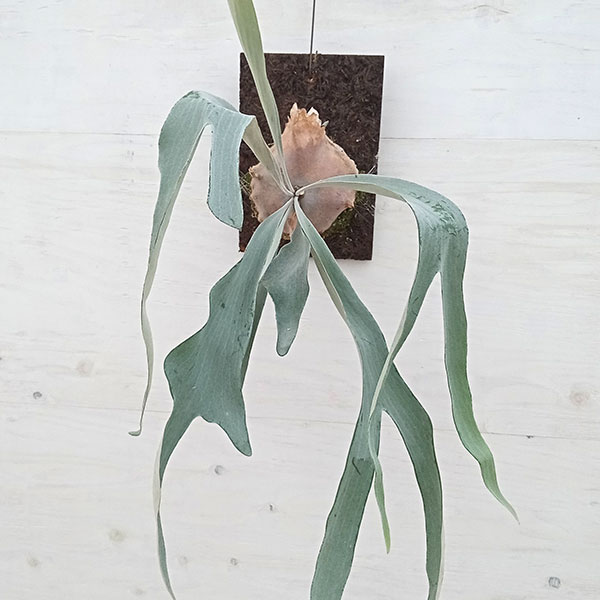 園芸ネット本店｜ビカクシダ（コウモリラン）： OMO（オモ）ポーラー