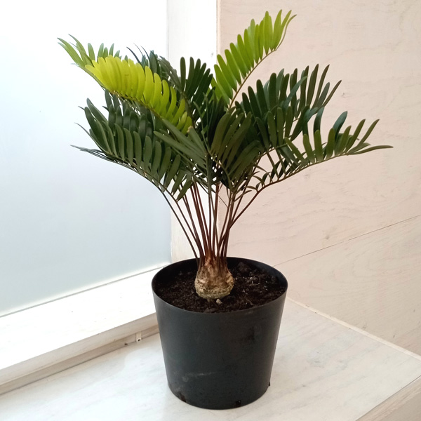 園芸ネット本店｜ザミア：フロリダ―ナ 6号硬質ポット の通販【公式】