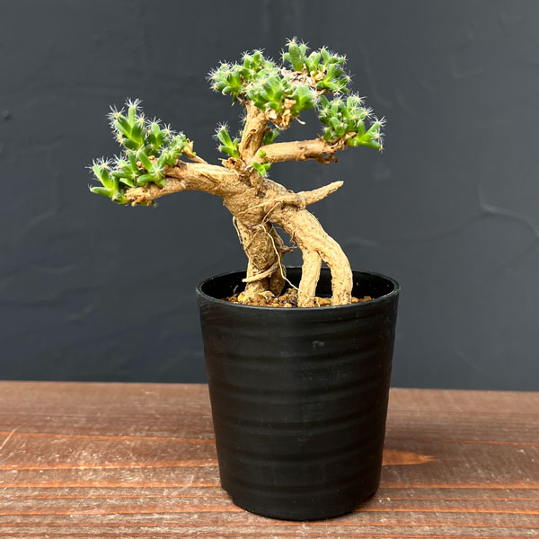 園芸ネット本店｜トリコディアデマ：デンサム 紫晃星 2.5号 の通販【公式】