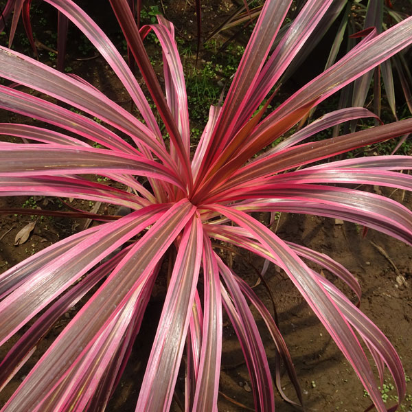 園芸ネット本店｜コルジリネ：サウザンスプレンダー3号ポット の通販