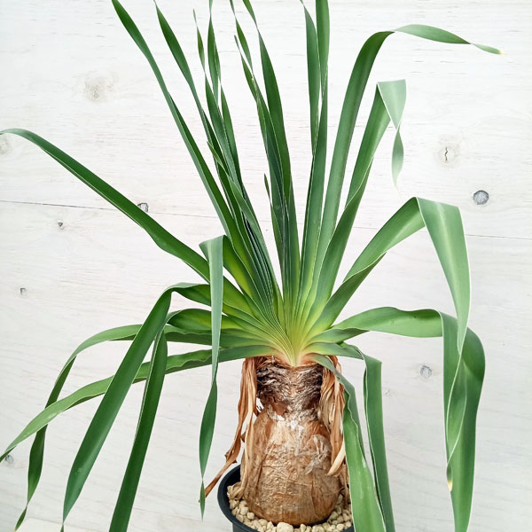 園芸ネット本店｜ブーファン：ディスティチャ 6号23-01 の通販【公式】