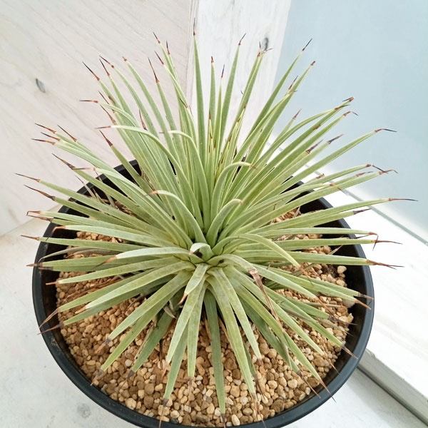 園芸ネット本店｜アガベ：ストリクタ ナナ 7号鉢植え の通販【公式】