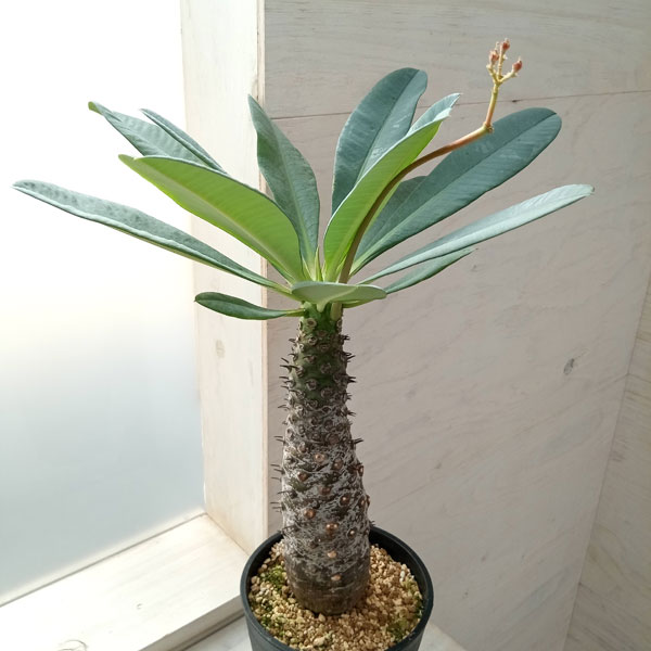 園芸ネット本店｜[ザ・ファームセレクト]ユーフォルビア：パキポディオ