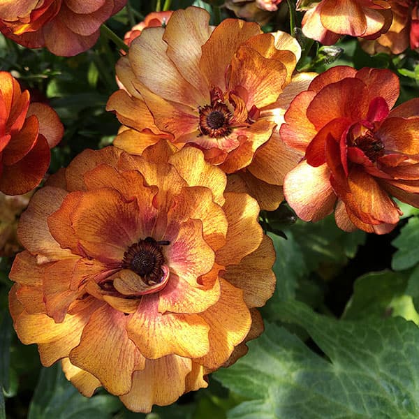 園芸ネット本店｜ラナンキュラス：ラックス サティロス6号鉢（開花終了