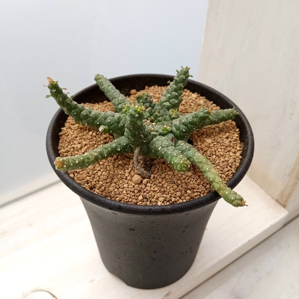 園芸ネット本店｜ユーフォルビア：ゴルゴニス 3.5号鉢 の通販【公式】