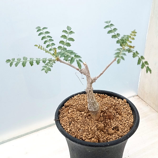 園芸ネット本店｜ボスウェリア：ネグレクタ 2.5号鉢植え の通販【公式】