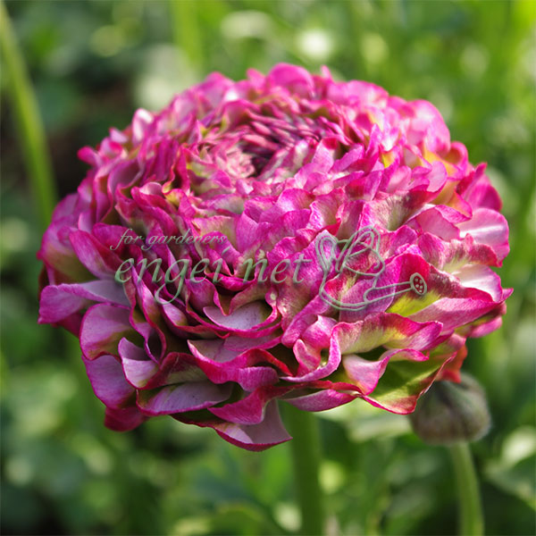 園芸ネット本店｜ラナンキュラス：ポンポン マルヴァ4号ポット苗 の