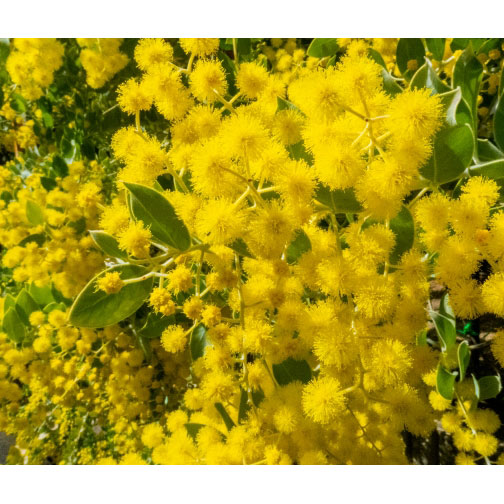 園芸ネット本店｜アカシア：パールアカシア 6号鉢植え の通販【公式】