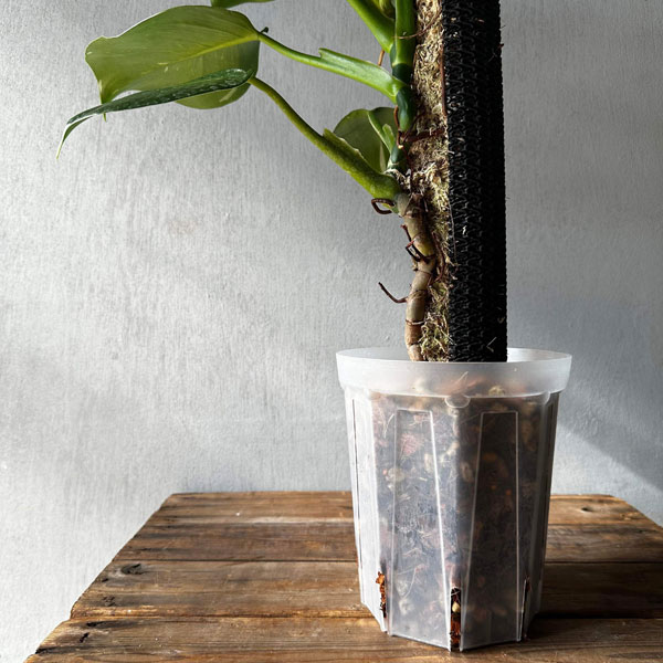 園芸ネット本店｜スリット鉢（透明）：ネガミエル5号ロング の通販【公式】