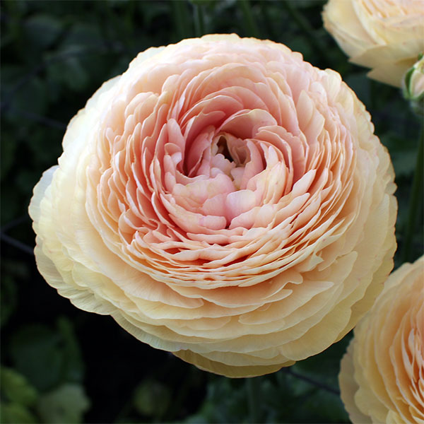 園芸ネット本店｜ラナンキュラス：サクセス トアレグ6号鉢植え の通販