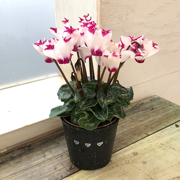 園芸ネット本店｜シクラメン：ミニョン ホワイトビクトリア2号・鉢