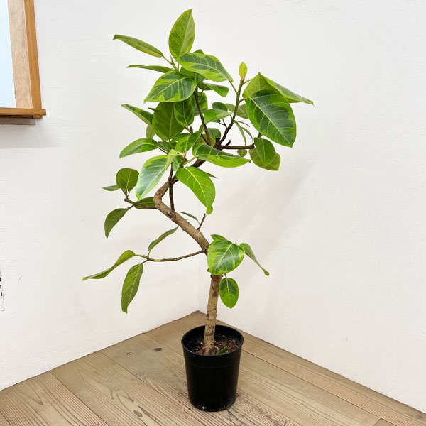 園芸ネット本店｜フィカス：アルテシマ（朴曲げ仕立て） 7号鉢植え の