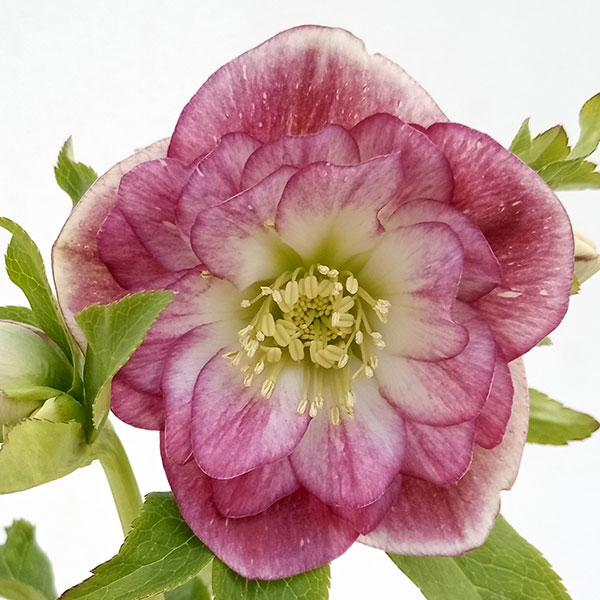 園芸ネット本店｜松村ナーセリーさんのクリスマスローズ：24-14ダブル