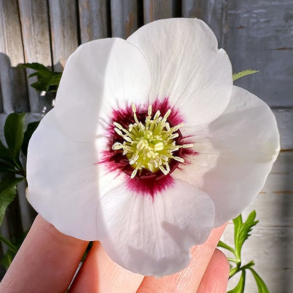 園芸ネット本店｜杉光園芸さんのクリスマスローズ：シングル24-14