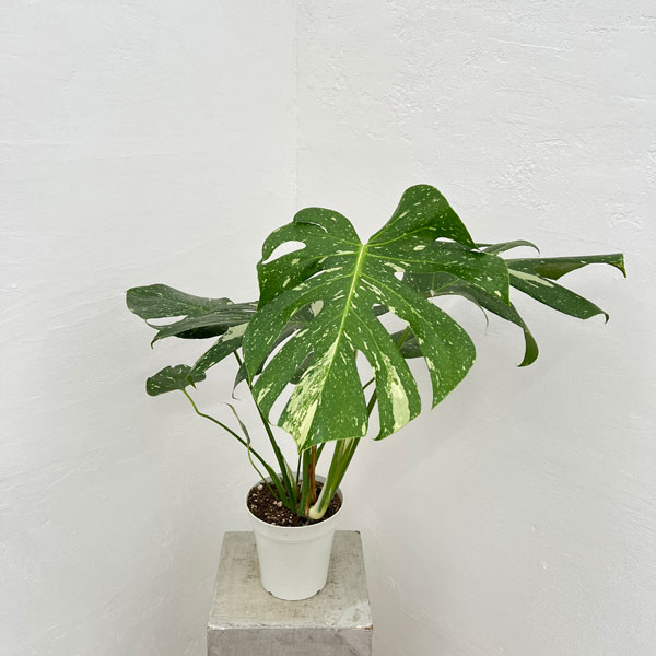 園芸ネット本店｜モンステラ：タイコンステレーション