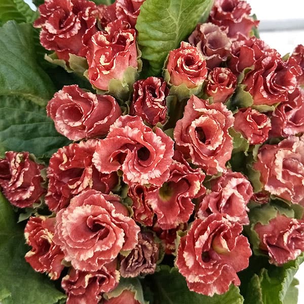 園芸ネット本店｜プリムラ：ジュリアン ショコラ3.5号ポット 6株セット