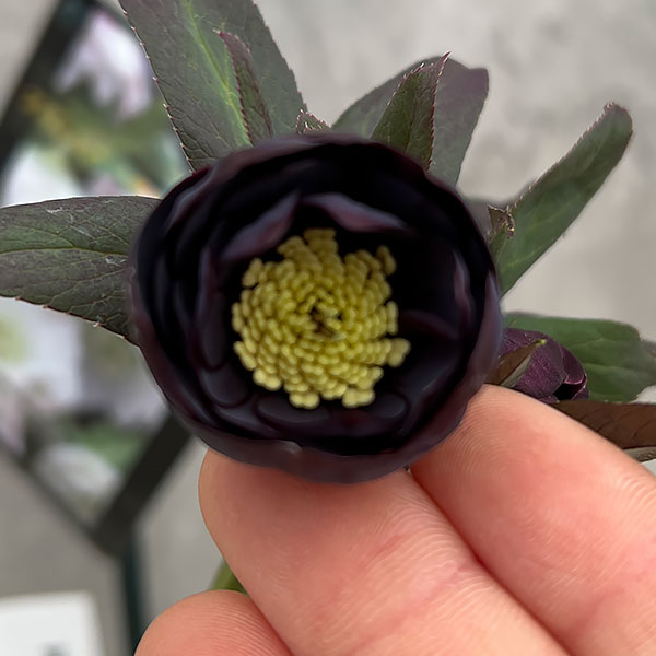 園芸ネット本店｜クリスマスローズ：スウィングダブル24-05 写楽／1L