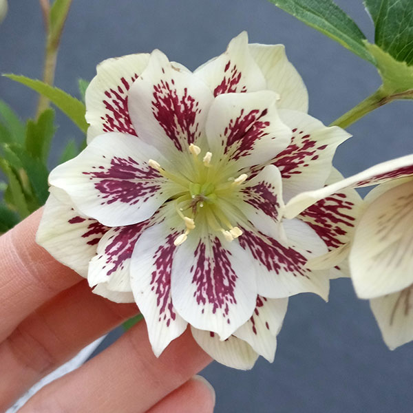 園芸ネット本店｜曽田園芸さんのクリスマスローズ：24-07フレグランス