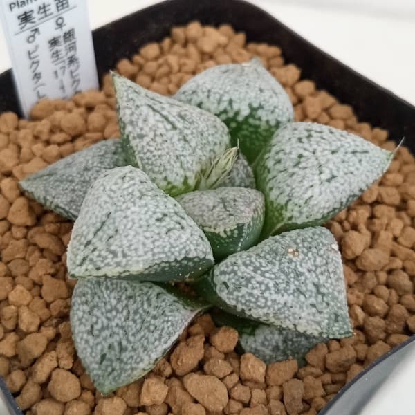 園芸ネット本店｜ハオルチア：銀河系ピクタ実生17-1×ピクタ(L) 2.5号角