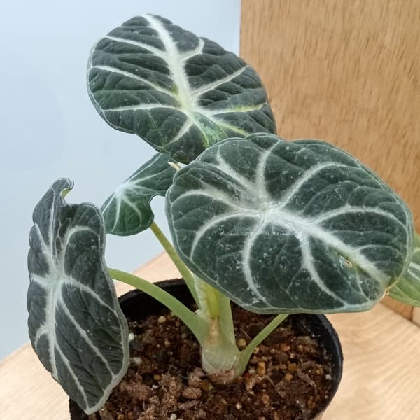 園芸ネット本店｜アロカシア：ニンジャ 3号ポット の通販【公式】