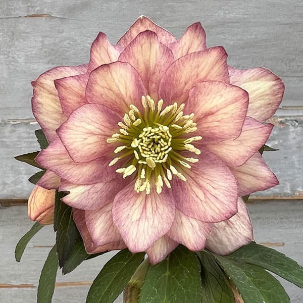 園芸ネット本店｜クリスマスローズ：スウィングダブル24-19／1Lポット