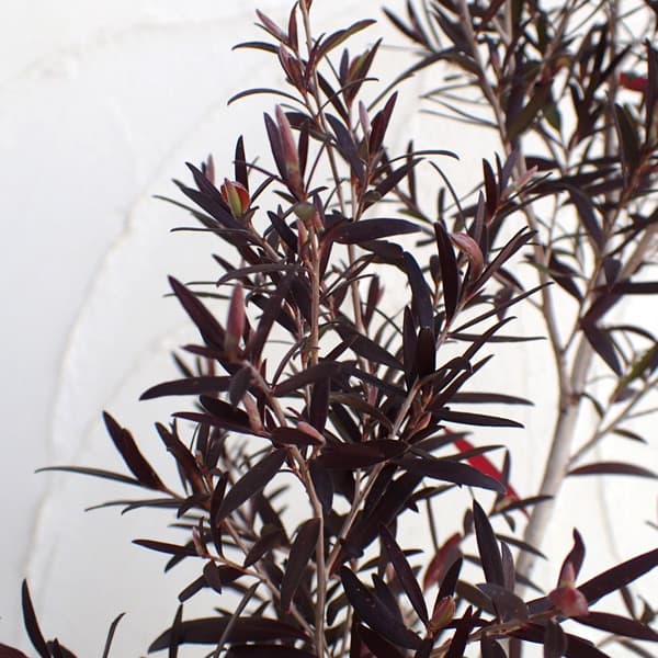 園芸ネット本店｜レプトスペルマム：カッパーグロー5号ポット の通販